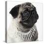Pug Wearing Pearl Necklace-null-Stretched Canvas