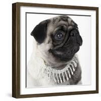 Pug Wearing Pearl Necklace-null-Framed Photographic Print