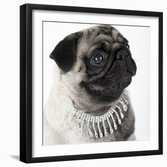 Pug Wearing Pearl Necklace-null-Framed Photographic Print