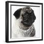 Pug Wearing Pearl Necklace-null-Framed Photographic Print