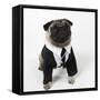 Pug Wearing Shirt, Tie and Necklace-null-Framed Stretched Canvas