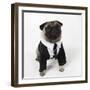 Pug Wearing Shirt, Tie and Necklace-null-Framed Photographic Print