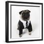 Pug Wearing Shirt, Tie and Necklace-null-Framed Photographic Print