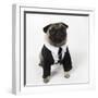 Pug Wearing Shirt, Tie and Necklace-null-Framed Photographic Print
