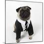 Pug Wearing Shirt, Tie and Necklace-null-Mounted Photographic Print