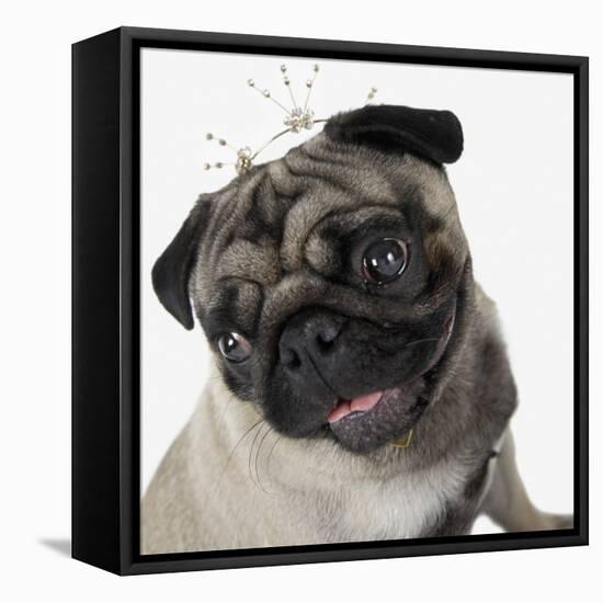 Pug Wearing Tiara-null-Framed Stretched Canvas