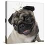 Pug Wearing Tiara-null-Stretched Canvas