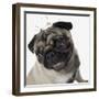 Pug Wearing Tiara-null-Framed Photographic Print