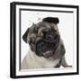 Pug Wearing Tiara-null-Framed Photographic Print