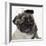 Pug Wearing Tiara-null-Framed Photographic Print