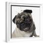 Pug Wearing Tiara-null-Framed Photographic Print