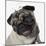 Pug Wearing Tiara-null-Mounted Photographic Print