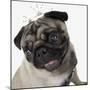 Pug Wearing Tiara-null-Mounted Photographic Print