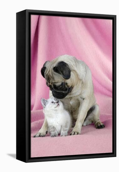 Pug with a Kitten on Pink Background-null-Framed Stretched Canvas