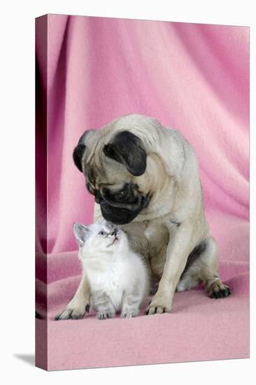 Pug with a Kitten on Pink Background-null-Stretched Canvas