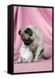 Pug with a Kitten on Pink Background-null-Framed Stretched Canvas