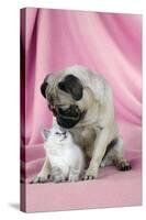 Pug with a Kitten on Pink Background-null-Stretched Canvas