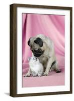 Pug with a Kitten on Pink Background-null-Framed Photographic Print