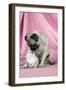 Pug with a Kitten on Pink Background-null-Framed Photographic Print