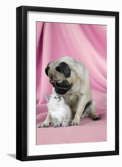 Pug with a Kitten on Pink Background-null-Framed Photographic Print