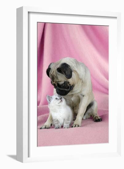 Pug with a Kitten on Pink Background-null-Framed Photographic Print