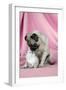 Pug with a Kitten on Pink Background-null-Framed Photographic Print