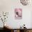 Pug with a Kitten on Pink Background-null-Photographic Print displayed on a wall