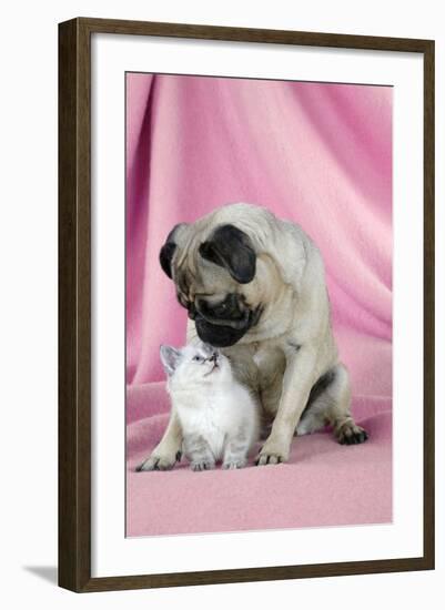 Pug with a Kitten on Pink Background-null-Framed Photographic Print