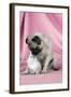Pug with a Kitten on Pink Background-null-Framed Photographic Print