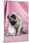 Pug with a Kitten on Pink Background-null-Mounted Photographic Print