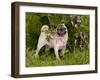 Pug with Tongue Out, in Flowers-Lynn M^ Stone-Framed Photographic Print