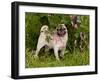 Pug with Tongue Out, in Flowers-Lynn M^ Stone-Framed Photographic Print