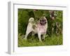 Pug with Tongue Out, in Flowers-Lynn M^ Stone-Framed Photographic Print