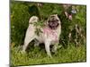 Pug with Tongue Out, in Flowers-Lynn M^ Stone-Mounted Photographic Print