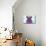 PUG XXXIV-Fernando Palma-Mounted Giclee Print displayed on a wall