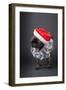 Pug yawning in a Santa hat and beard.-Janet Horton-Framed Photographic Print