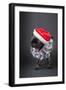 Pug yawning in a Santa hat and beard.-Janet Horton-Framed Photographic Print