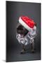 Pug yawning in a Santa hat and beard.-Janet Horton-Mounted Photographic Print