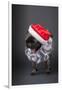 Pug yawning in a Santa hat and beard.-Janet Horton-Framed Photographic Print