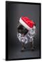 Pug yawning in a Santa hat and beard.-Janet Horton-Framed Photographic Print