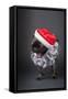 Pug yawning in a Santa hat and beard.-Janet Horton-Framed Stretched Canvas