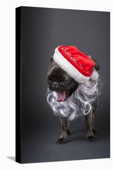 Pug yawning in a Santa hat and beard.-Janet Horton-Stretched Canvas