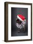 Pug yawning in a Santa hat and beard.-Janet Horton-Framed Photographic Print