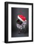 Pug yawning in a Santa hat and beard.-Janet Horton-Framed Photographic Print