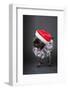 Pug yawning in a Santa hat and beard.-Janet Horton-Framed Photographic Print