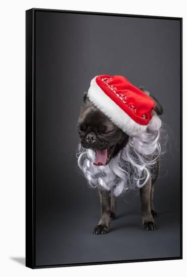 Pug yawning in a Santa hat and beard.-Janet Horton-Framed Stretched Canvas