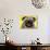 Pug-Dean Russo-Stretched Canvas displayed on a wall