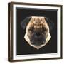 Pug-Lora Kroll-Framed Art Print