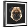 Pug-Lora Kroll-Framed Art Print