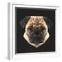 Pug-Lora Kroll-Framed Art Print